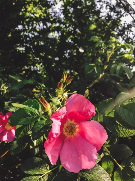 Rosas Rosa Frescas Folhas Verdes Arbusto Rosa Selvagem Arbusto Macio — Fotografia de Stock