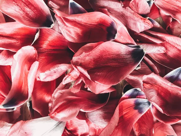 Hermosos Pétalos Rojos Rosados Tulipanes Cerca Vista Superior Papel Pintado —  Fotos de Stock