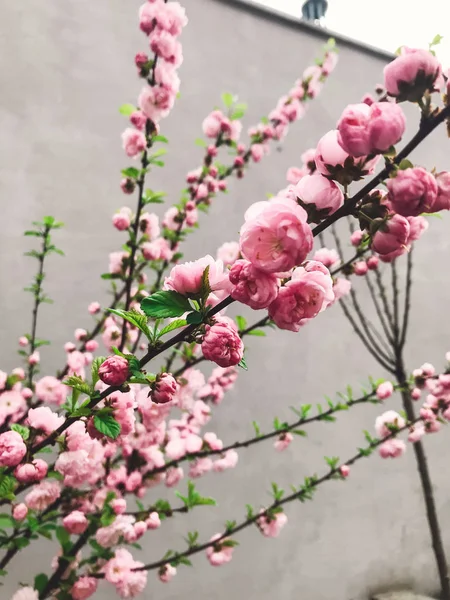 Güzel Sakura Bloom Şehirdeki Sokak Arka Plan Üzerinde Genç Ağaç — Stok fotoğraf