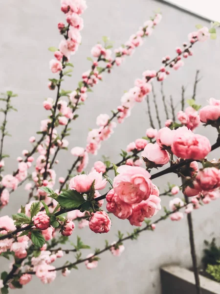 Indah Sakura Mekar Jalan Kota Sakura Merah Muda Bunga Ceri — Stok Foto