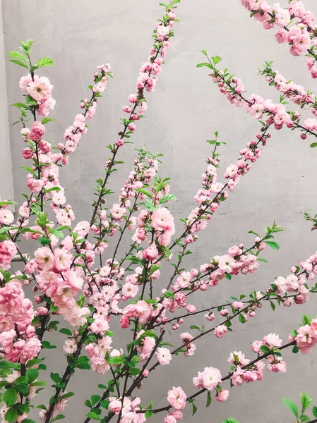 Прекрасна Сакура Цвіте Міській Вулиці Рожеві Квіти Сакура Гілках Молодих — стокове фото