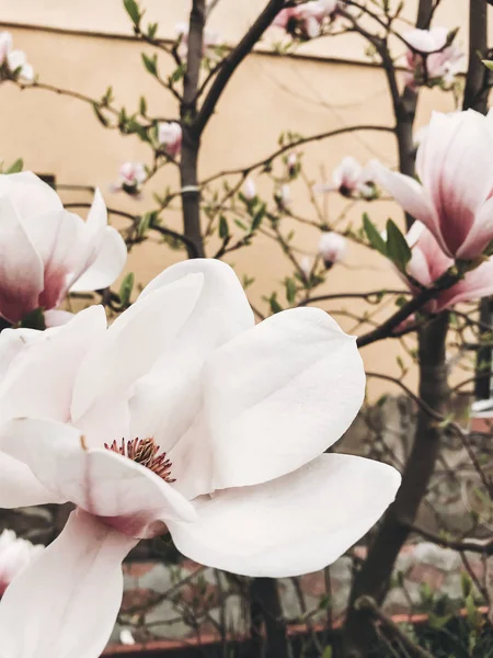 Красива Квітка Магнолії Крупним Планом Біло Рожеві Квіти Магнолії Гілках — стокове фото