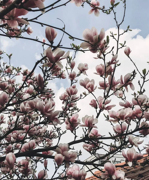 Прекрасне Дерево Магнолії Тлі Сонячного Неба Біло Рожеві Квіти Магнолії — стокове фото