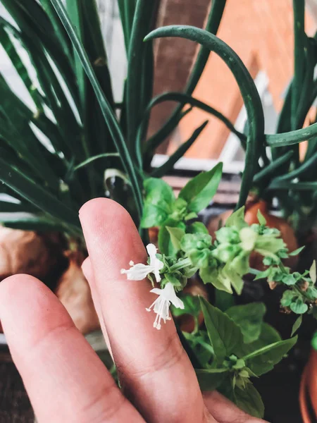 Processo Cultivo Manjericão Casa Vaso Mão Segurando Flores Florescentes Manjericão — Fotografia de Stock