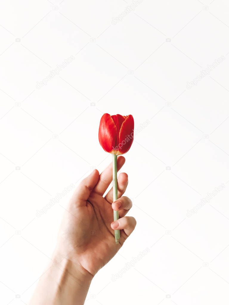 Hand holding red tulip flower, isolated on white with copy space. Stylish creative image, hello spring concept. Gentle care idea, save flower. Aroma fresh scent concept