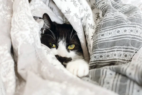 Симпатичная Черно Белая Кошка Зелеными Глазами Играющая Теплом Уютном Одеяле — стоковое фото