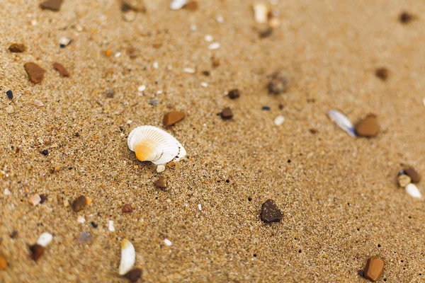 Concha Praia Areia Perto Conchas Brancas Costa Perto Mar Relaxando — Fotografia de Stock