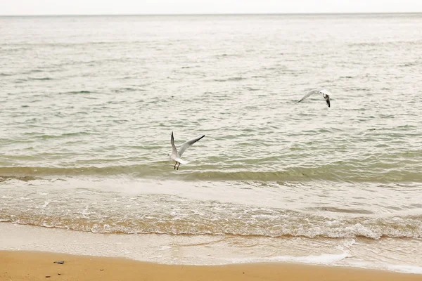 Gabbiani Che Volano Sulla Spiaggia Sabbiosa Vicino Alle Onde Del — Foto Stock