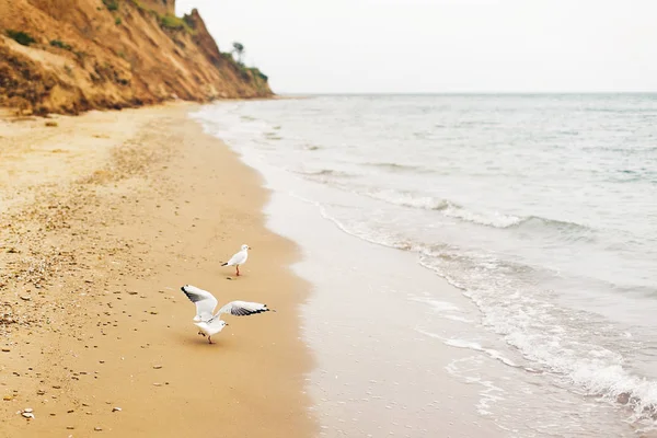 Mouettes Marchant Sur Plage Sable Près Des Vagues Mer Oiseaux — Photo