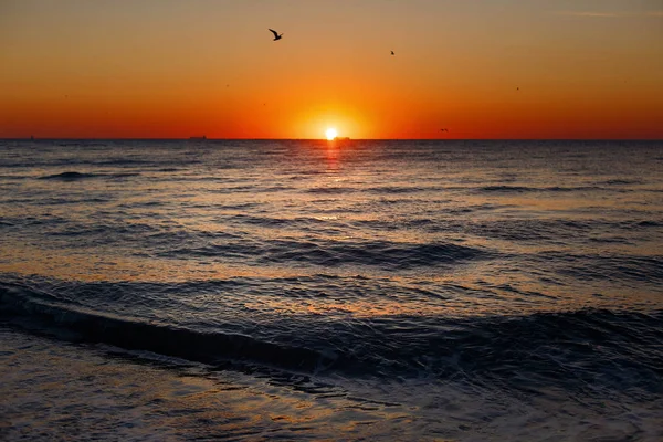 海の日の出の空に飛んでカモメの美しい景色 太陽の上昇中にカラフルな空に鳥大気瞬間 海の夕焼け 夕暮れや夜明けの地平線 熱帯の島の夏休み — ストック写真