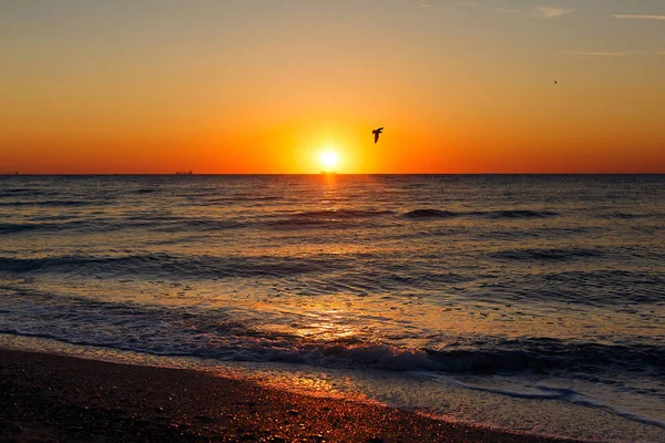 Gökyüzünde Güneş Doğarken Denize Uçan Martıları Güzel Manzarasına Güneşin Doğuşunu — Stok fotoğraf