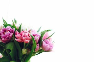 Bu güzel pembe ve mor laleler yumuşak ışık. Çift Şakayık Lale beyaz kopya alanı ile izole. Mutlu anneler günü. Dünya Kadınlar Günü. Merhaba bahar. Tebrik kartı mockup