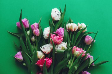 Güzel Çift Kişilik Şakayık Lale düz yeşil kağıt üzerinde kopya alanı yatıyordu. Pembe ve mor renkli Lale. Mutlu anneler günü. Dünya Kadınlar Günü. Merhaba bahar. Şık tebrik kartı