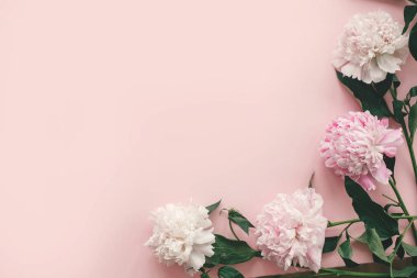 Şık pembe ve beyaz peonies sınır üzerinde pembe kağıt düz yatıyordu zekâ