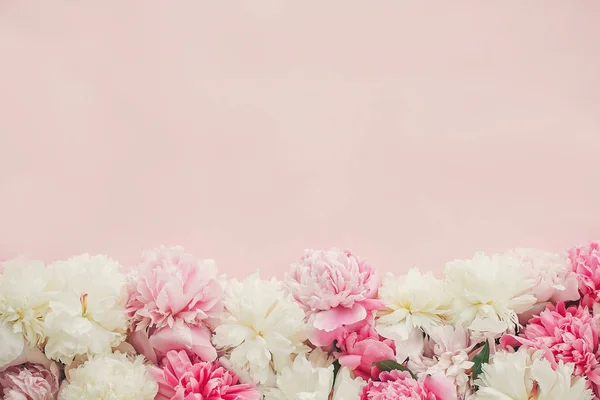 Stylish pink dan putih peonies border on pink paper flat lay wit — Stok Foto