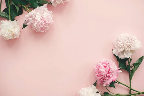 Stijlvolle roze en witte pioenrozen grens op roze papier plat lag wit — Stockfoto