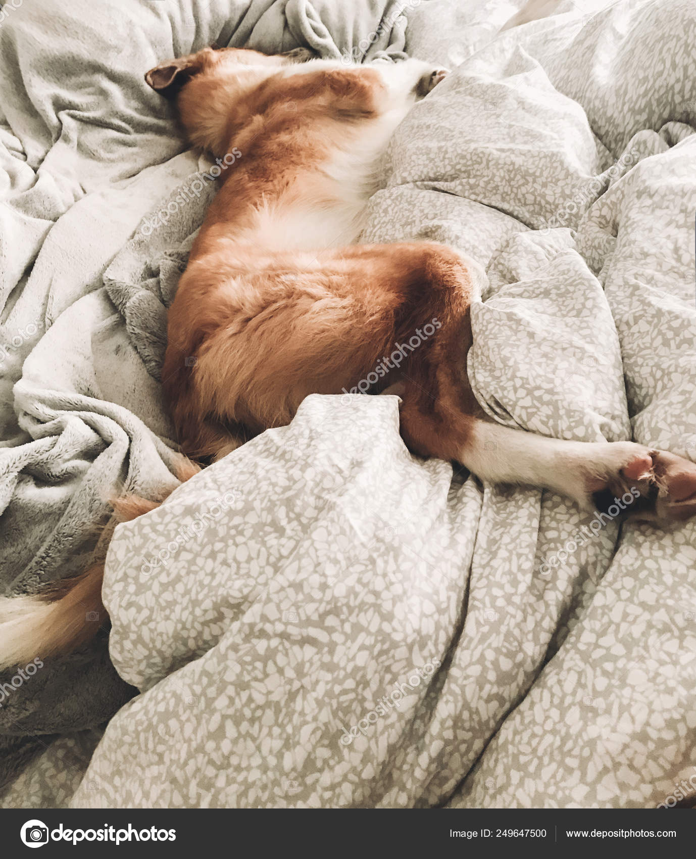 Cute golden dog sleeping on owners bed. Funny dog resting on whi