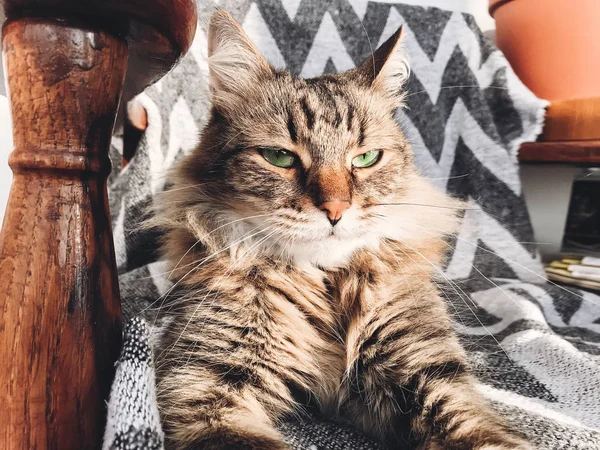 Gato bonito sentado na cadeira perto da janela ensolarada e relaxante. Engraçado. — Fotografia de Stock