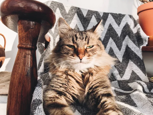 Lindo gato sentado en silla cerca de la ventana soleada y relajante. Gracioso. — Foto de Stock