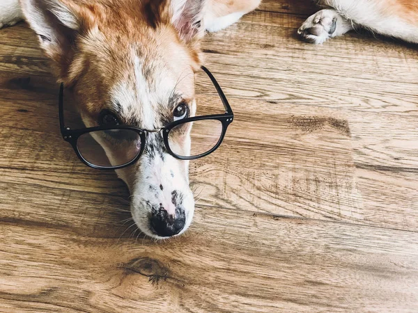 Netter Hund in schwarzer Brille mit lustigem Blick auf dem Boden liegend. smart — Stockfoto