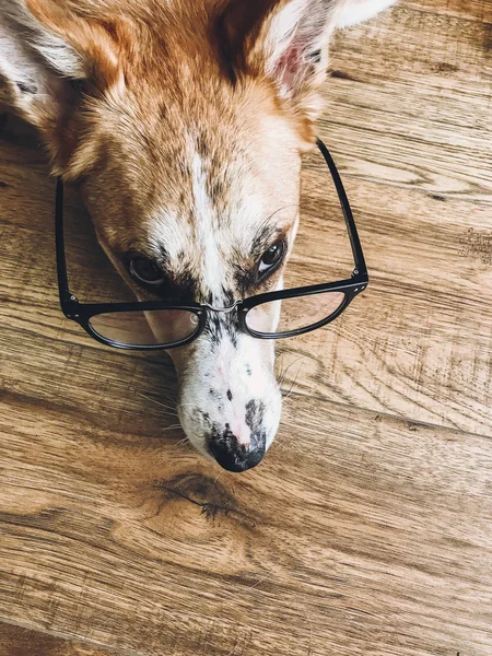 Netter Hund in schwarzer Brille mit lustigem Blick auf dem Boden liegend. smart — Stockfoto