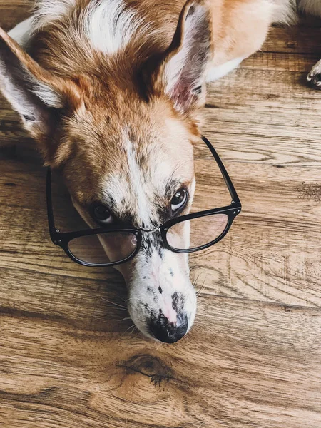Netter Hund in schwarzer Brille mit lustigem Blick auf dem Boden liegend. smart — Stockfoto