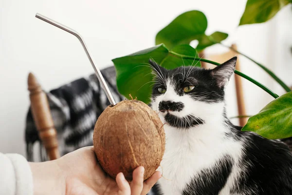 Funny cute cat smelling and tasting coconut with metal straw in
