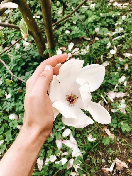 Main tenant une belle fleur de magnolia blanc sur la branche. Magnolia — Photo