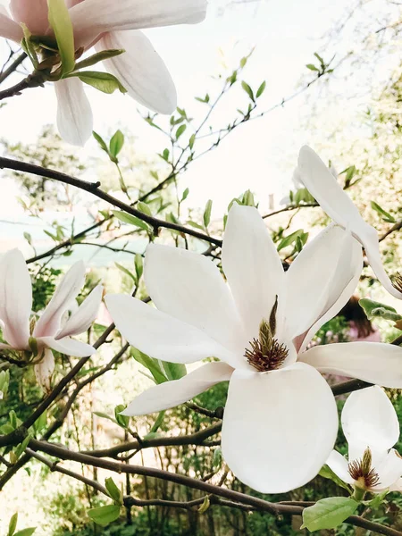 Красива біла квітка магнолії на гілці. Магнолія цвітіння дерево — стокове фото