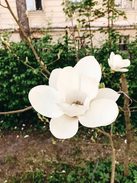 Linda flor de magnólia branca no ramo. Magnólia florescendo tre — Fotografia de Stock