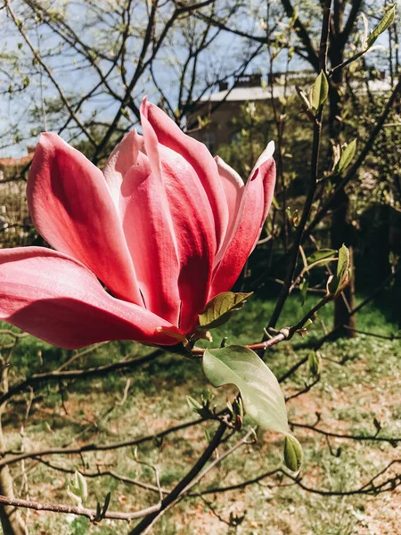 Krásné růžové magnólie květ na větvi, closeup. Magnolia blo — Stock fotografie