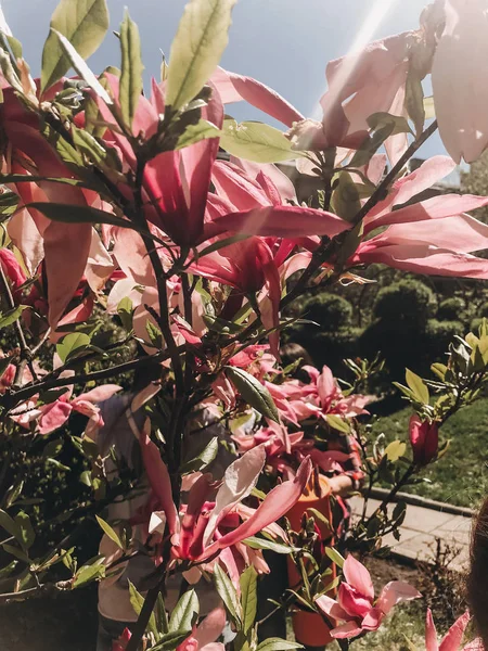 Linda flor de magnólia rosa no ramo, closeup. Magnolia blo — Fotografia de Stock