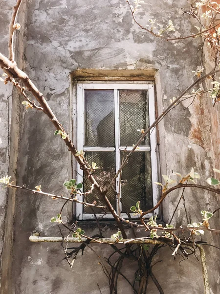 Staré rustikální dřevěné okno na betonové zdi věku domu v sunny — Stock fotografie