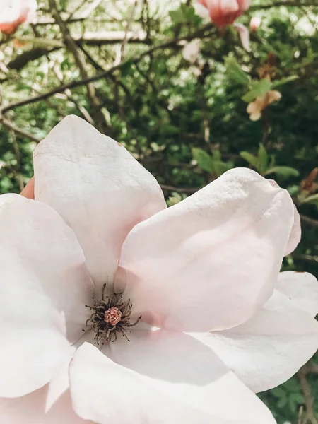 Bunga Magnolia merah muda yang indah di dahan, tutup. Magnolia blo — Stok Foto