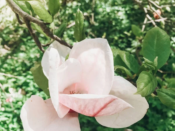 Bunga Magnolia merah muda yang indah di dahan, tutup. Magnolia blo — Stok Foto