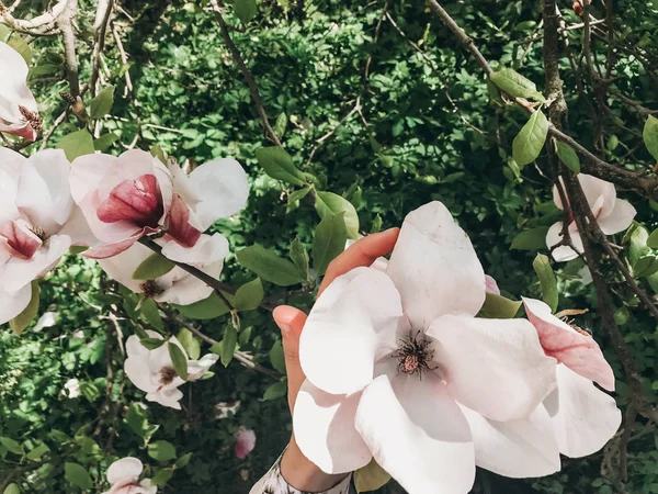 Ruka držící krásné růžové magnólie květ na větvi, closeup. — Stock fotografie
