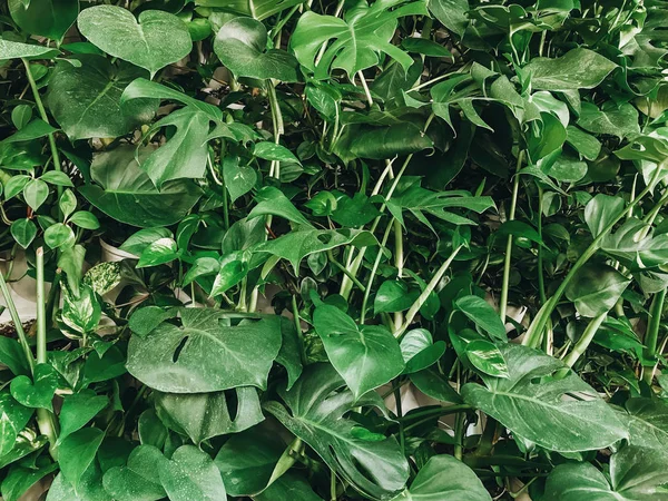 Bela parede de planta elegante. Monstera verde e folhas de palma wal — Fotografia de Stock