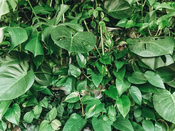 Piękna roślina stylowy mur. Zielony monstera i palm pozostawia wal — Zdjęcie stockowe