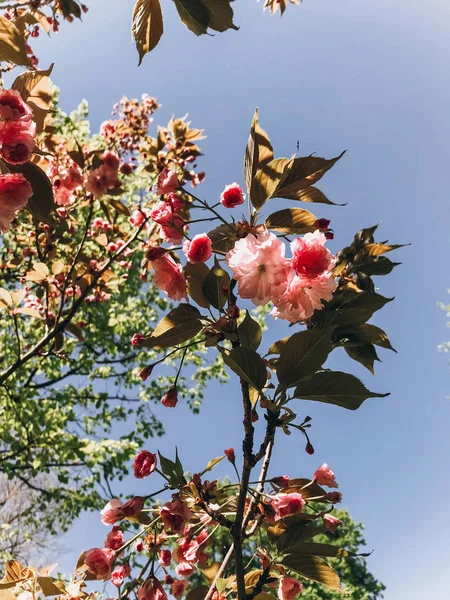 Красиві рожеві квіти сакури на гілках в сонячному ботанічному одязі — стокове фото
