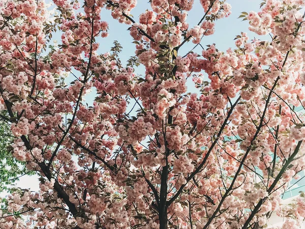 Красиві рожеві Сакура квіти на філії в Синє небо. Вишневий tr — стокове фото