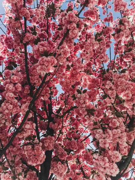 Schöne rosa Sakura-Blüten an Zweigen in blauem Himmel. Kirsche — Stockfoto