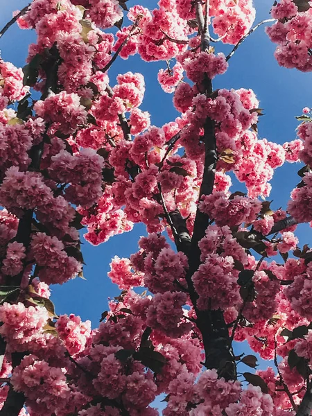 Красиві рожеві Сакура квіти на філії в Синє небо. Вишневий tr — стокове фото