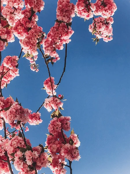 Beautiful pink sakura flowers on branches in blue sky, copy spac — Stock Photo, Image