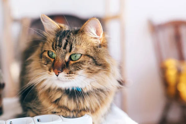 Lindo gato con ojos verdes sentado en la mesa. Maine mapache con gracioso —  Fotos de Stock