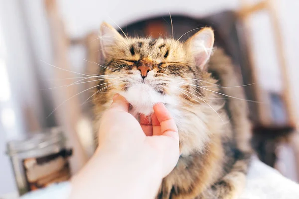 Proprietário mão acariciando gato bonito na mesa. Maine casulo com engraçado em — Fotografia de Stock