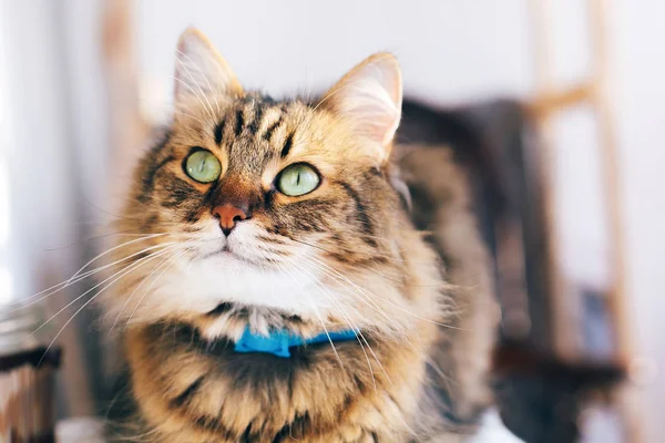 Cute cat looking with green eyes sitting on table. Maine coon wi Stock Picture