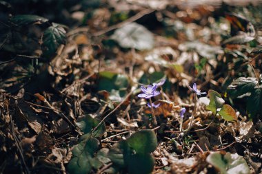 Güneşli bahar ormanlarda güzel mor çiçekler hepatica nobilis.