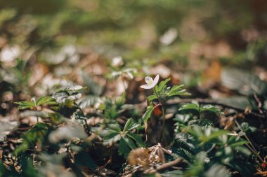 Güneşli bahar ormanlarda güzel Anemone beyaz çiçek. Taze ateşler