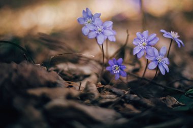 Güneşli bahar ormanlarda güzel mor çiçekler hepatica nobilis.