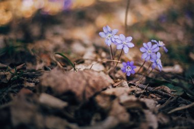 Güneşli bahar ormanlarda güzel mor çiçekler hepatica nobilis.